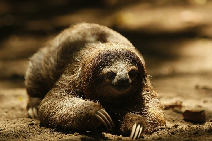 Private Tour in Bijagua Ranas with Lunch and Transportation - Photo 1 of 3